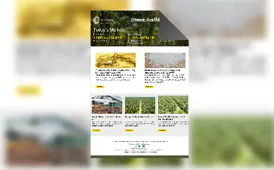 RBD 棕榈油市场动态-2025 年 8 月 1 日
