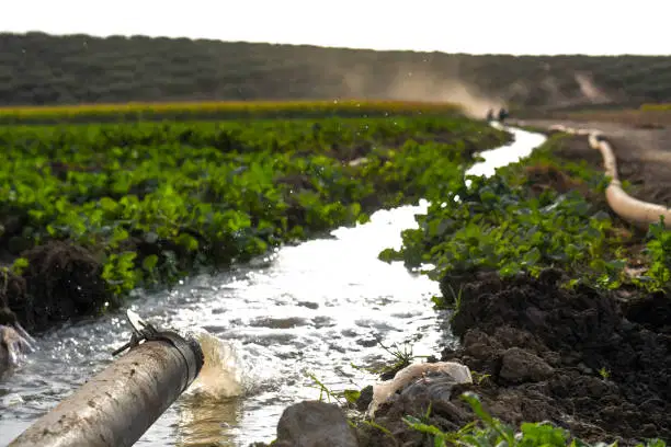 Water‑Scarce Food Production: Why Ingredient Suppliers Are Rethinking Processing